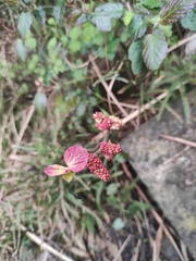 Alchornea davidii