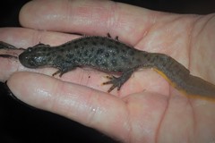 Triturus cristatus