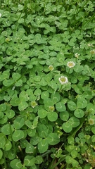 Trifolium repens