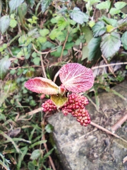 Alchornea davidii