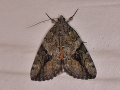 Catocala micronympha