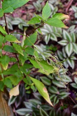 Iresine celosia