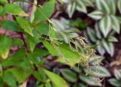Iresine celosia