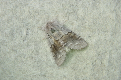 Gluphisia lintneri