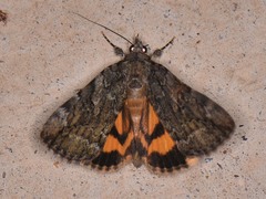 Catocala micronympha