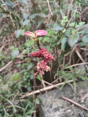 Alchornea davidii