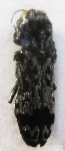 Discoderoides