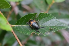 Monocesta ducalis