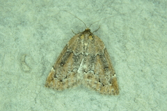 Spodolepis substriataria