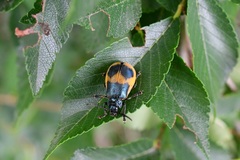 Monocesta ducalis