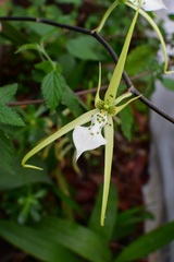 Brassia verrucosa