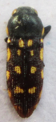 Acmaeodera