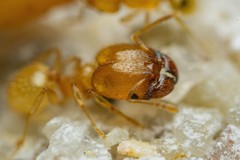Pheidole marcidula