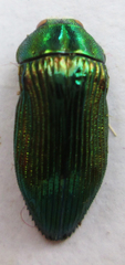 Acmaeodera