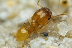Pheidole marcidula