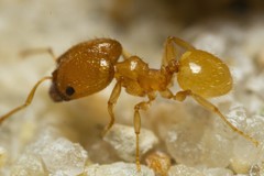 Pheidole marcidula