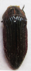Acmaeodera