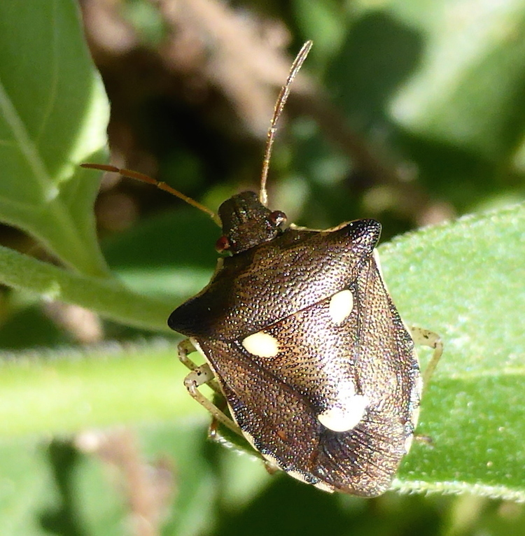 Carbula trisignata