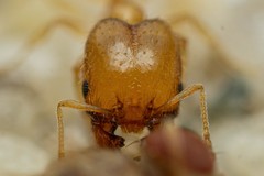 Pheidole marcidula