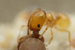 Pheidole marcidula