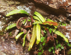 Notogrammitis heterophylla