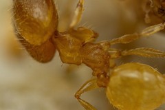 Pheidole marcidula