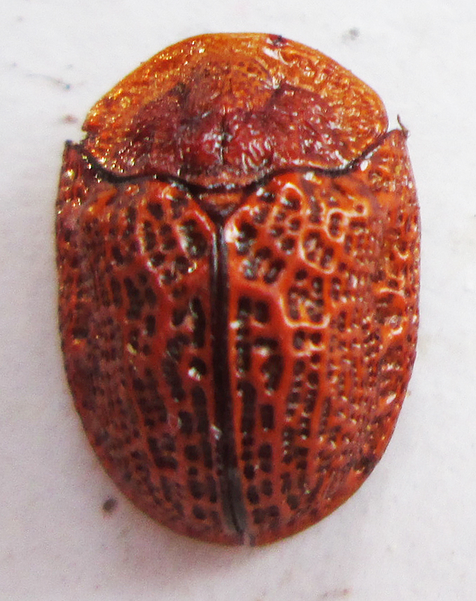 Laccoptera cancellata