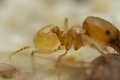 Pheidole marcidula