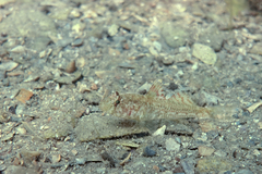 Nesogobius greeni