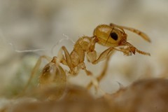 Pheidole marcidula