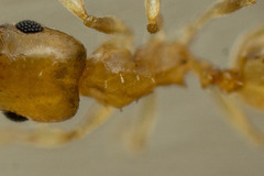 Pheidole marcidula