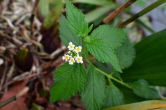 Lantana hispida