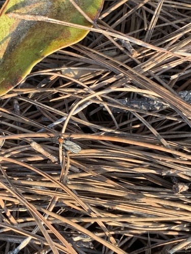 Plecia nearctica image