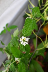 Lantana hispida