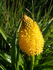 Bulbinella rossii