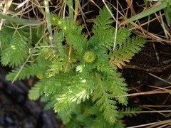 Leptinella plumosa