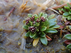 Abrotanella spathulata
