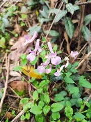 Corydalis decumbens