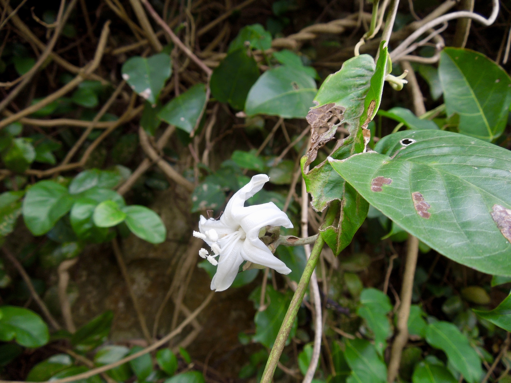 Argyreia obtusifolia