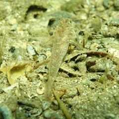 Nesogobius greeni