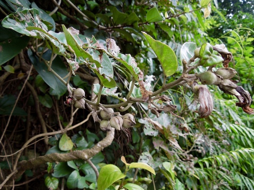 Argyreia obtusifolia, photograph 1