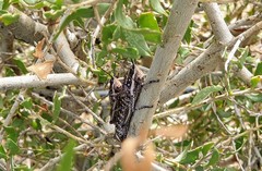 Monistria pustulifera