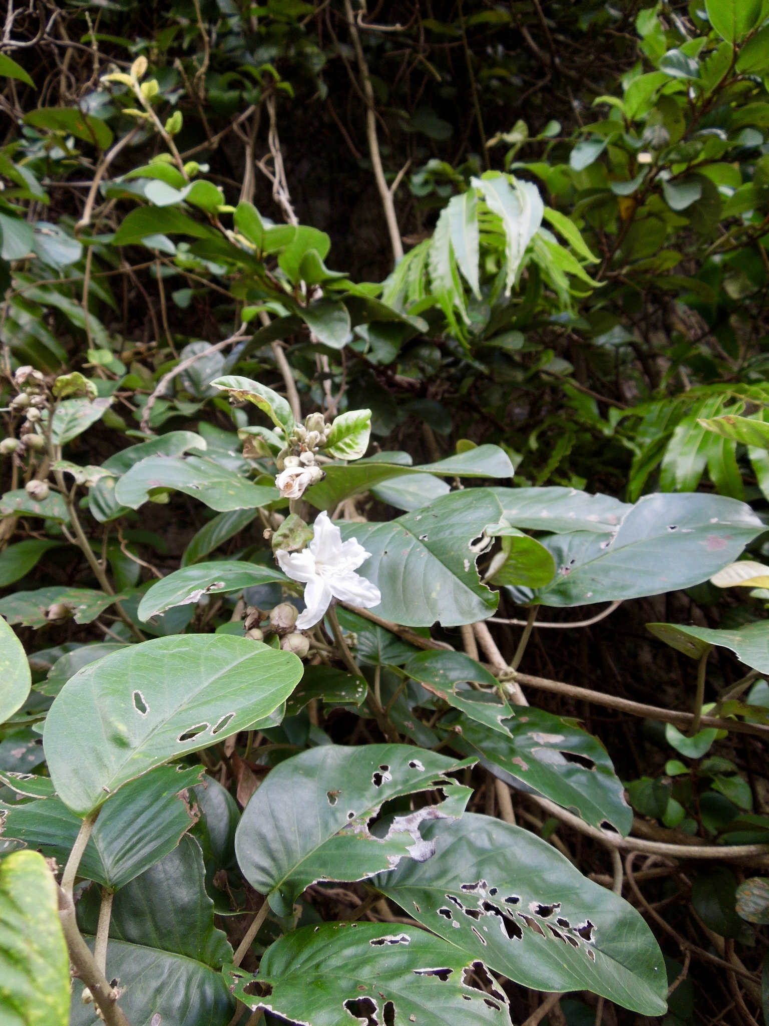 Argyreia obtusifolia — ảnh 3