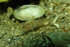 Nesogobius greeni