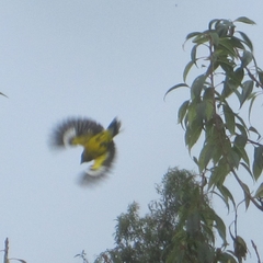 Pheucticus aureoventris