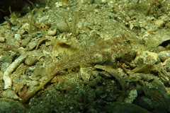 Nesogobius greeni