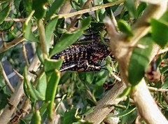 Monistria pustulifera