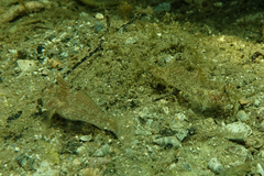 Nesogobius greeni