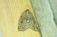 Spodolepis substriataria