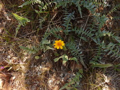 Balsamorhiza sericea